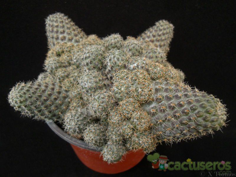A photo of Rebutia mamillosa