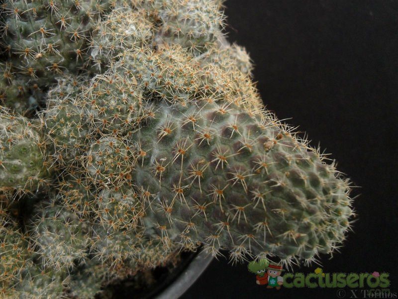 A photo of Rebutia mamillosa