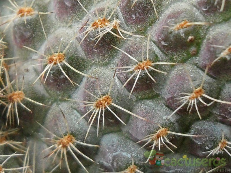 A photo of Rebutia mamillosa