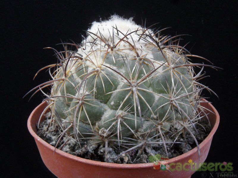 Una foto de Coryphantha pallida ssp. calipensis