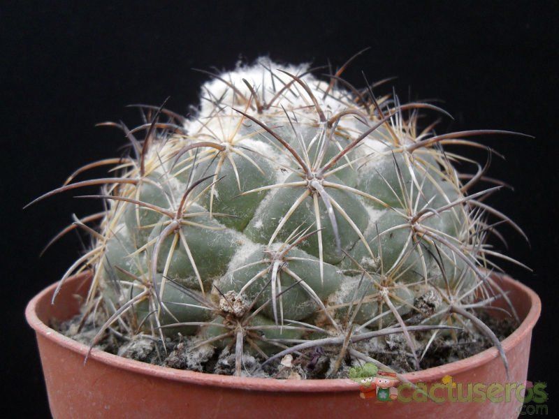 Una foto de Coryphantha pallida ssp. calipensis
