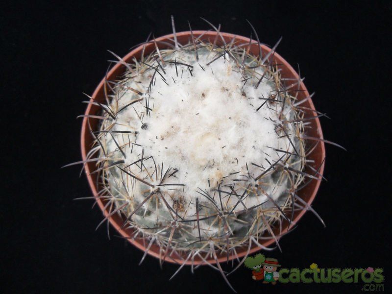 Una foto de Coryphantha pallida ssp. calipensis