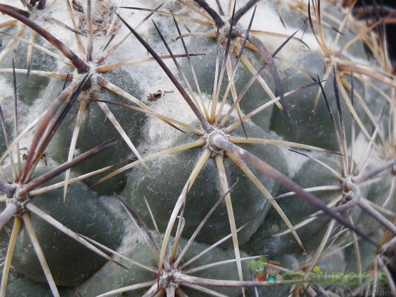 Una foto de Coryphantha pallida ssp. calipensis