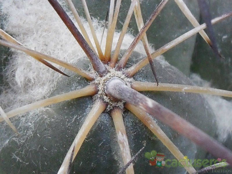 Una foto de Coryphantha pallida ssp. calipensis