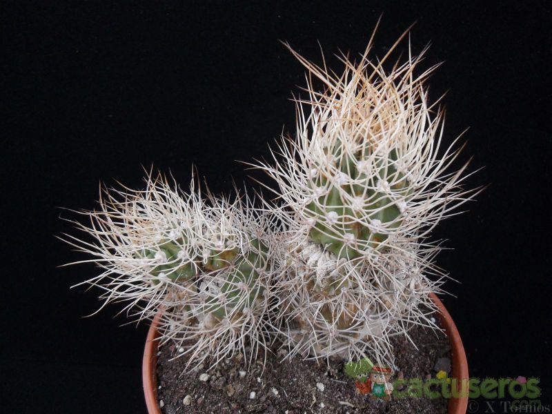 A photo of Eriosyce bulbocalyx