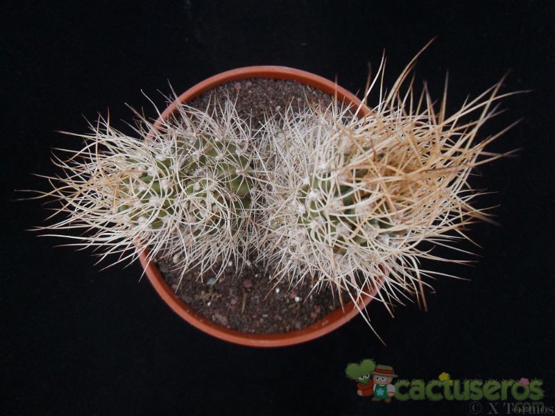 A photo of Eriosyce bulbocalyx