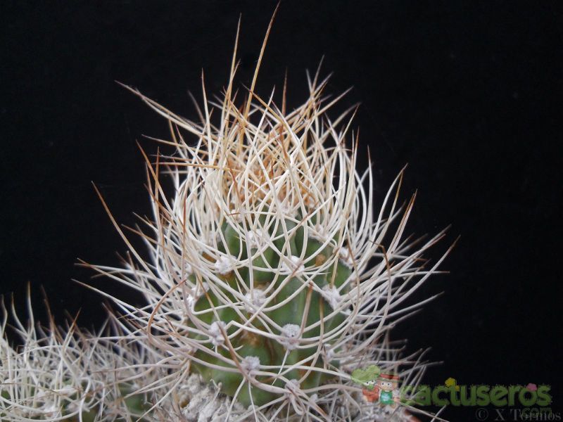 A photo of Eriosyce bulbocalyx
