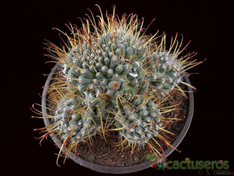 Una foto de Mammillaria crinita subsp. painteri