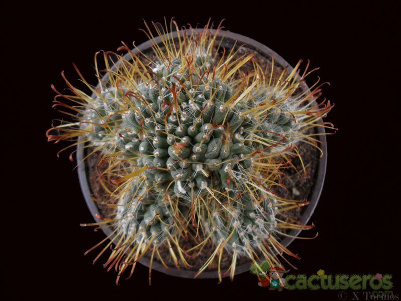 Una foto de Mammillaria crinita subsp. painteri