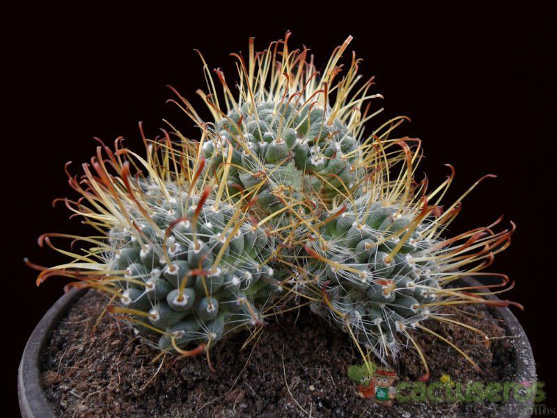 Una foto de Mammillaria crinita subsp. painteri