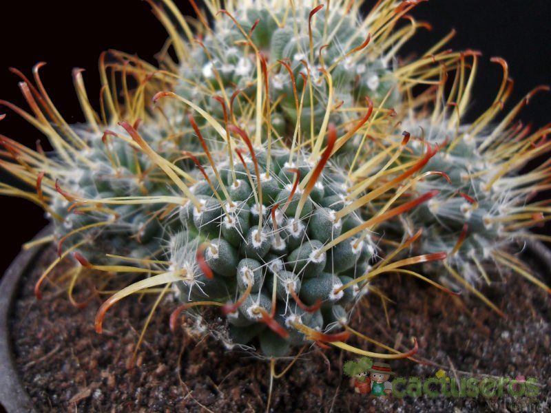 Una foto de Mammillaria crinita subsp. painteri
