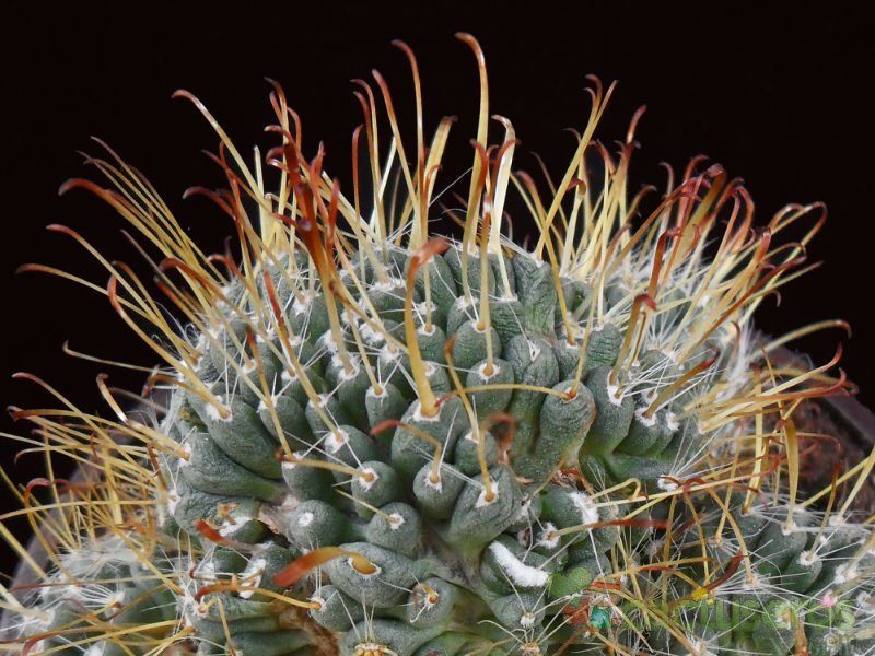 Una foto de Mammillaria crinita subsp. painteri