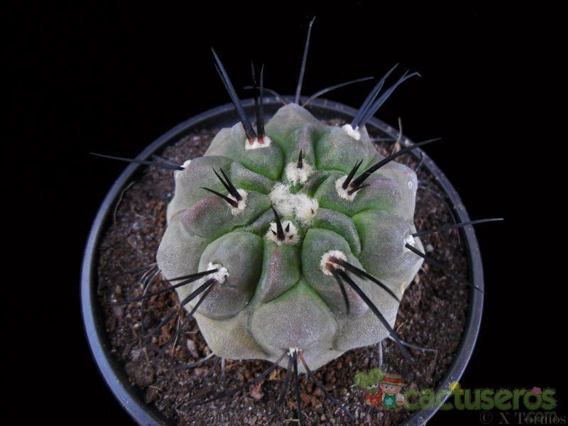 A photo of Copiapoa dealbata