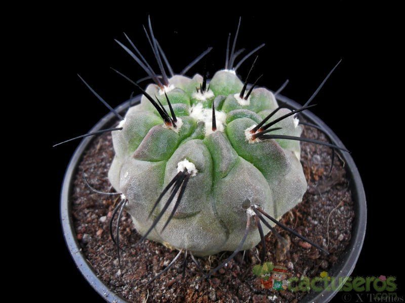 A photo of Copiapoa dealbata