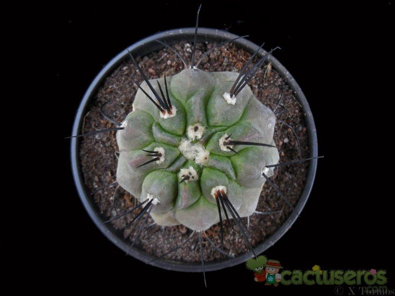 A photo of Copiapoa dealbata
