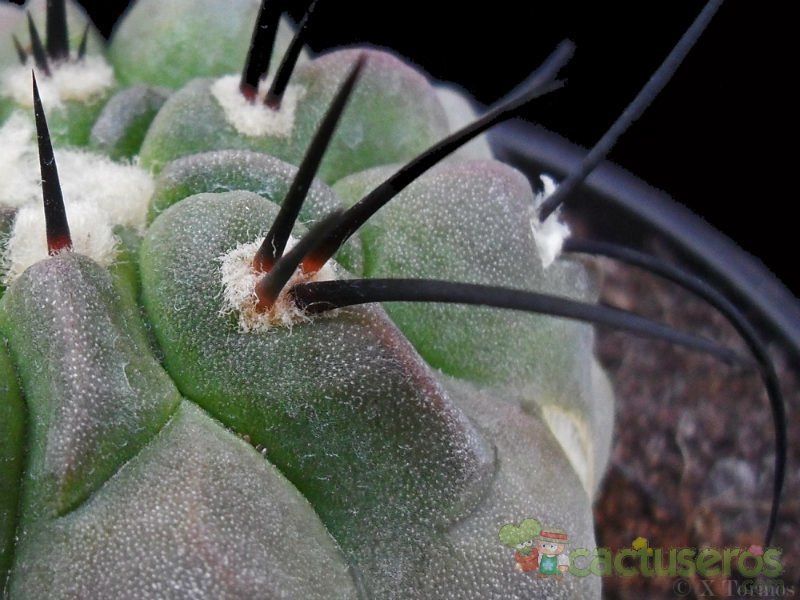 A photo of Copiapoa dealbata