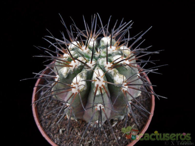 A photo of Copiapoa marginata