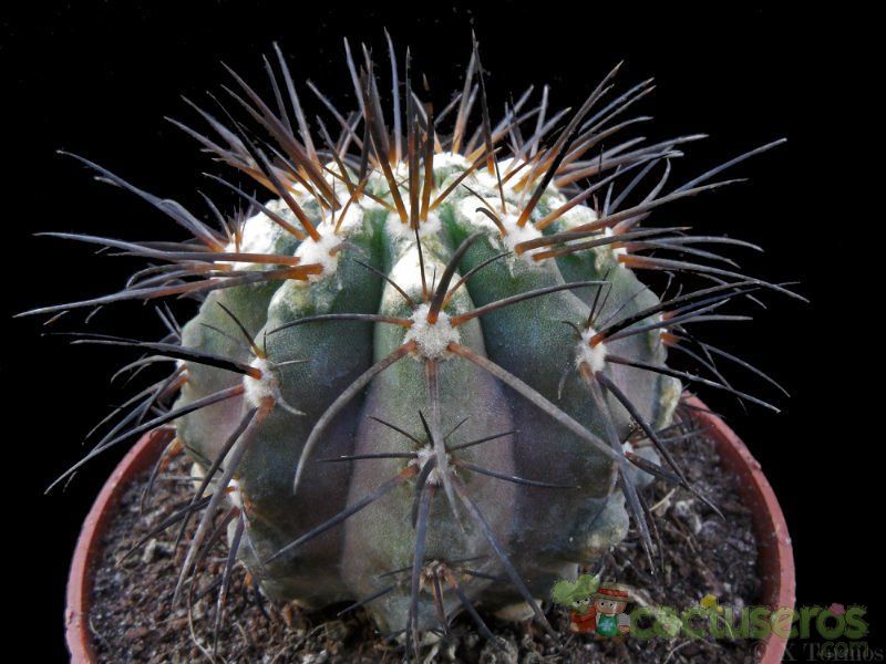 A photo of Copiapoa marginata