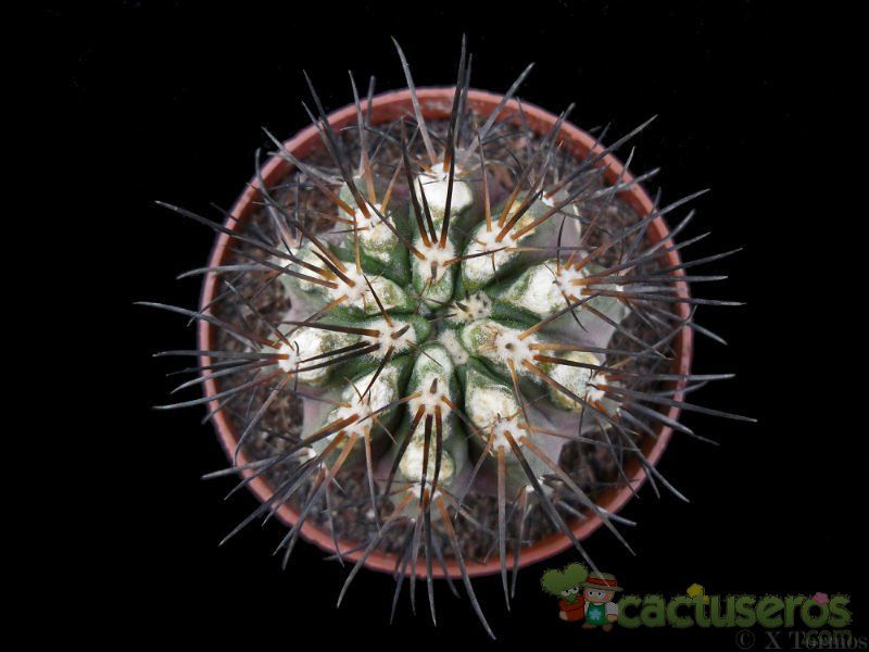 A photo of Copiapoa marginata