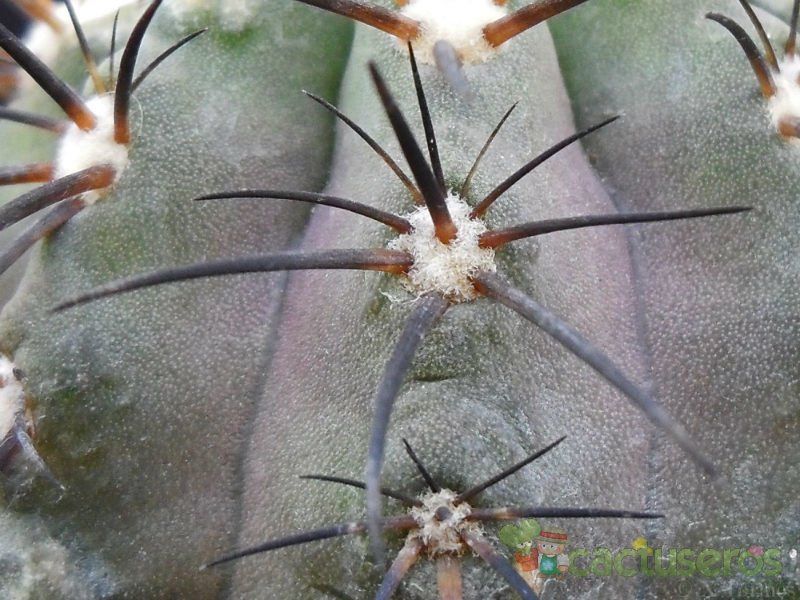 A photo of Copiapoa marginata