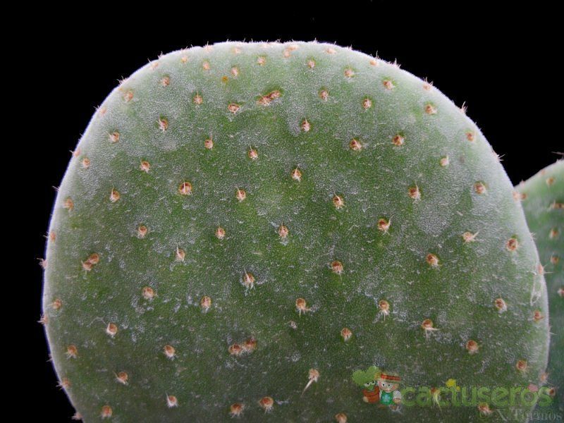 Una foto de Opuntia microdasys cv. caress