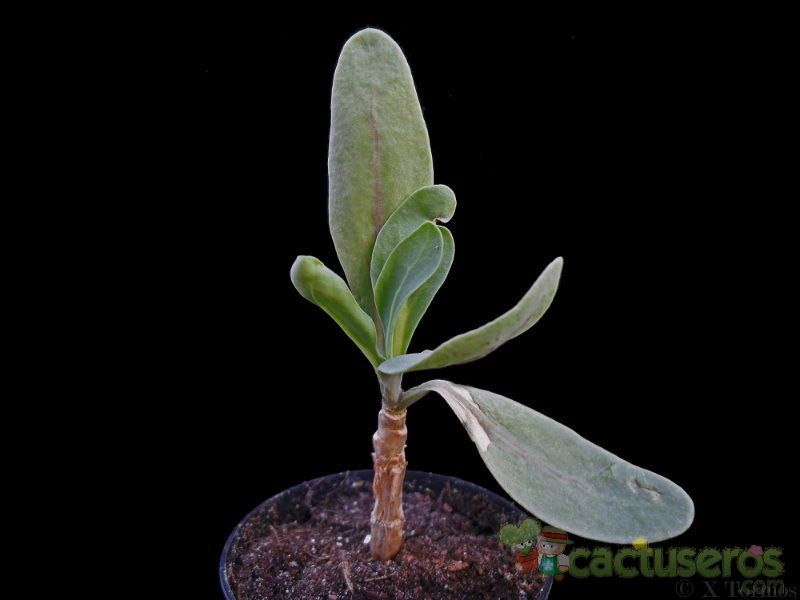 A photo of Othonna quercifolia  