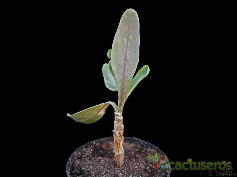 A photo of Othonna quercifolia  
