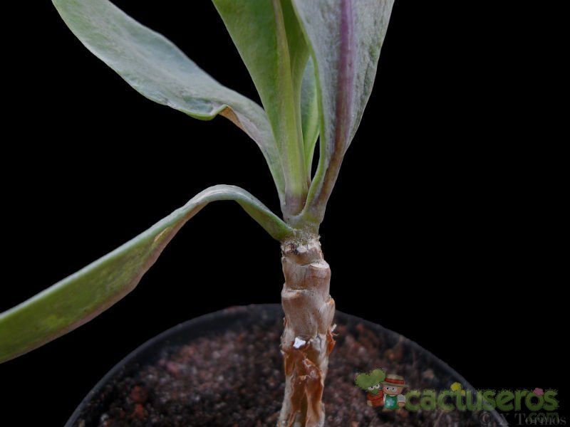 A photo of Othonna quercifolia  