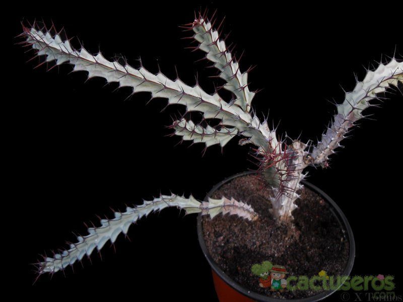 Una foto de Euphorbia greenwayi