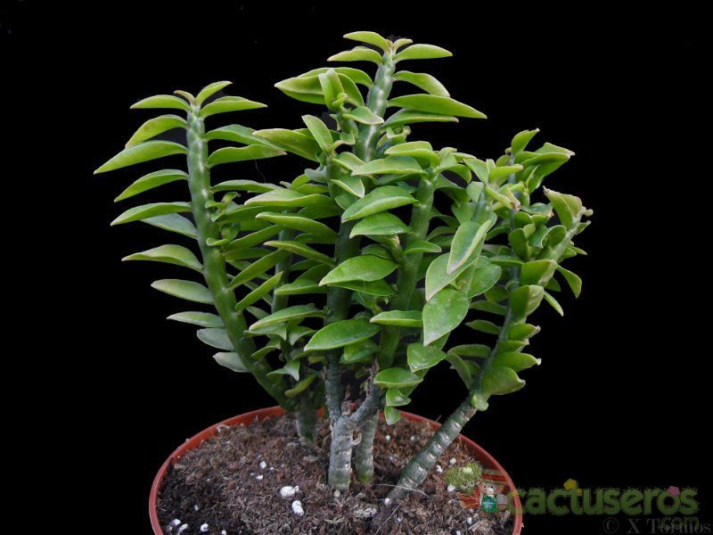 Una foto de Euphorbia tithymaloides