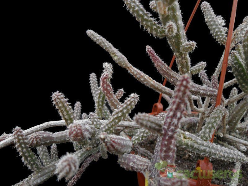 A photo of Echinocereus leucanthus