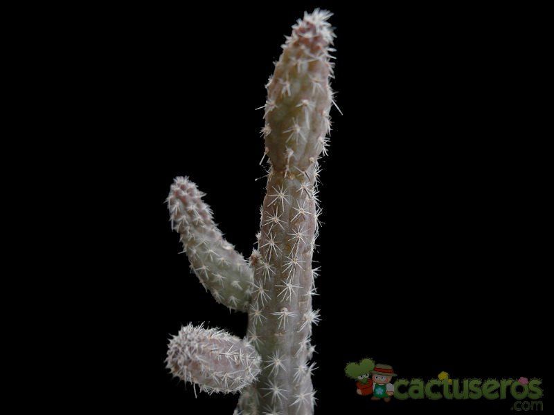 Una foto de Echinocereus leucanthus