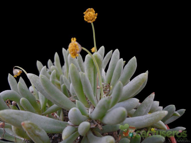 A photo of Othonna clavifolia