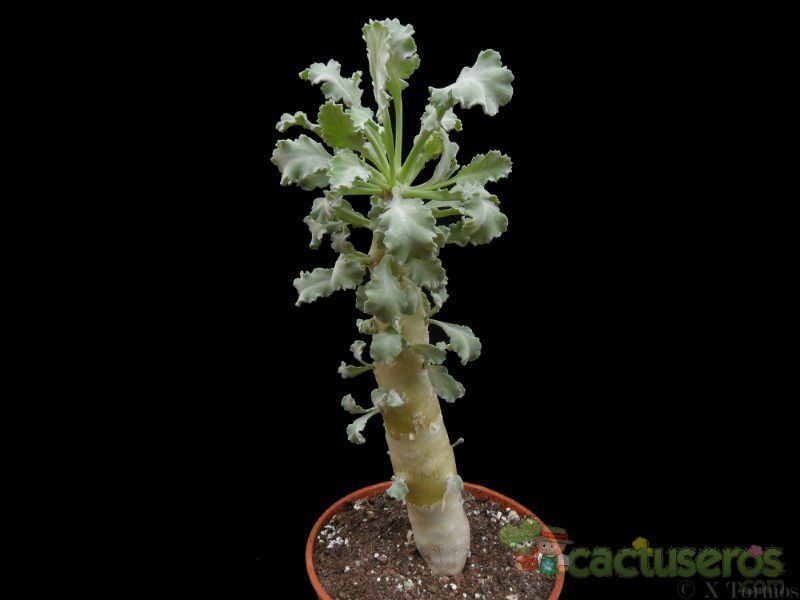 Una foto de Pelargonium klinghardtense  
