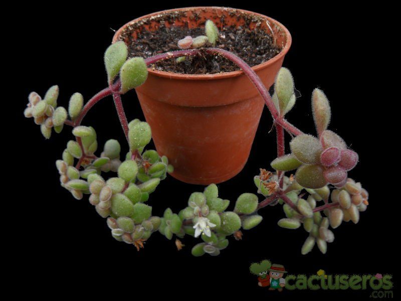 A photo of Crassula expansa ssp. fragilis