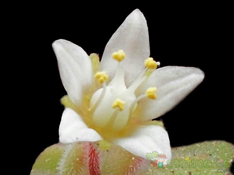 A photo of Crassula expansa ssp. fragilis