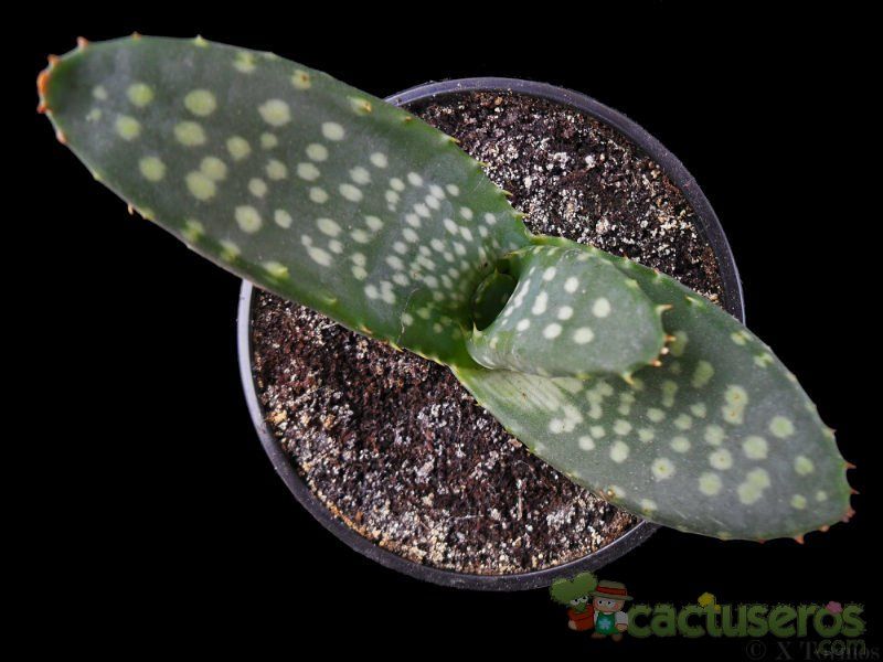 A photo of Aloe hereroensis  