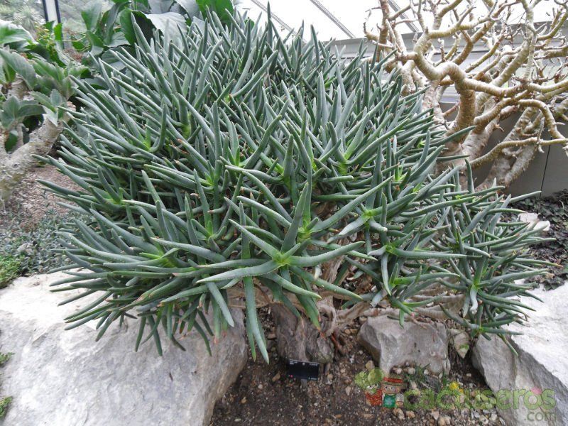Una foto de Aloe ramossisima