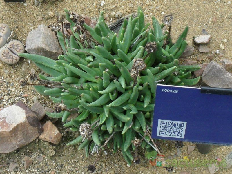 Una foto de Rhinephyllum macradenium  