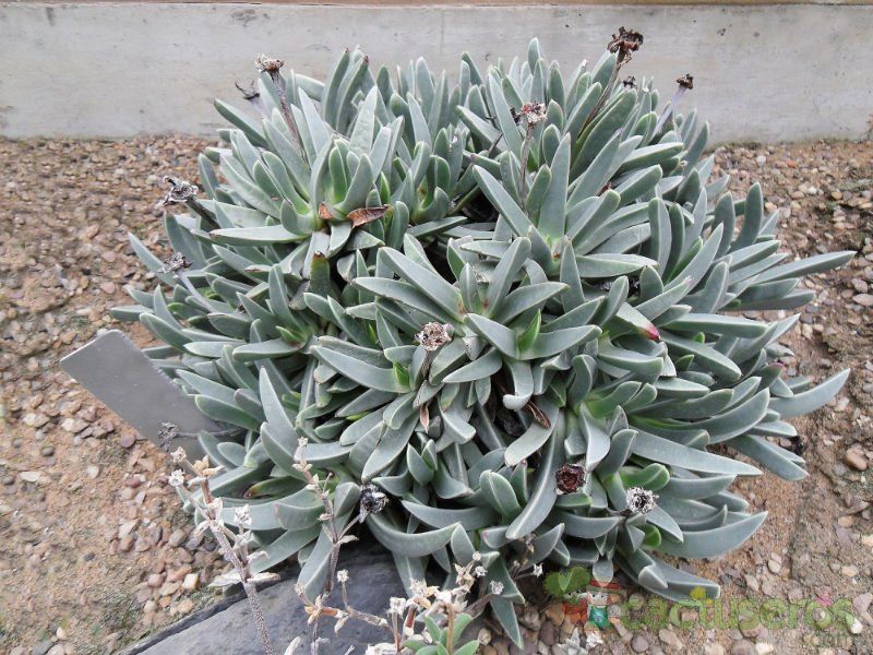 A photo of Machairophyllum albidum  