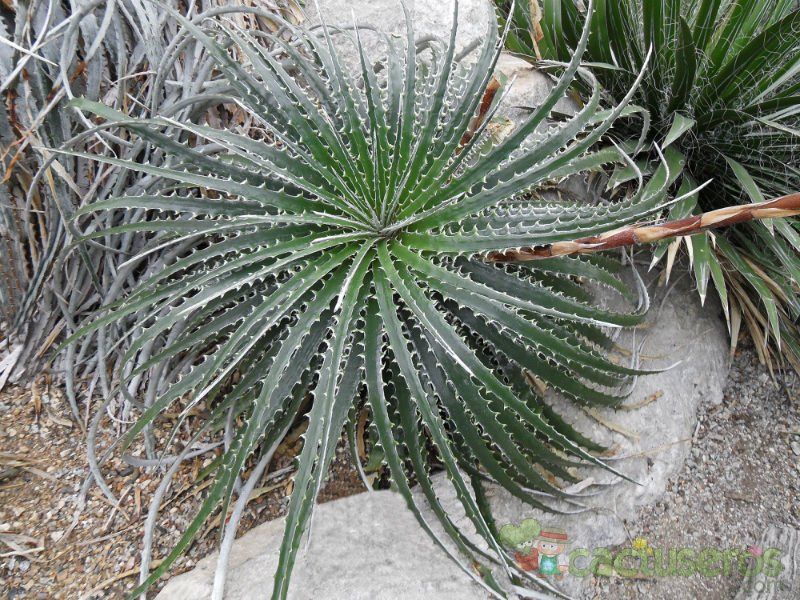 A photo of Hechtia texensis  
