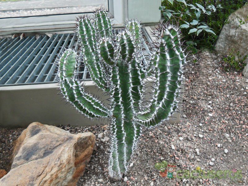 A photo of Euphorbia virosa  