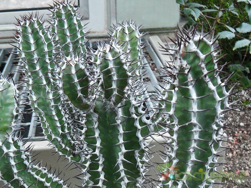A photo of Euphorbia virosa  