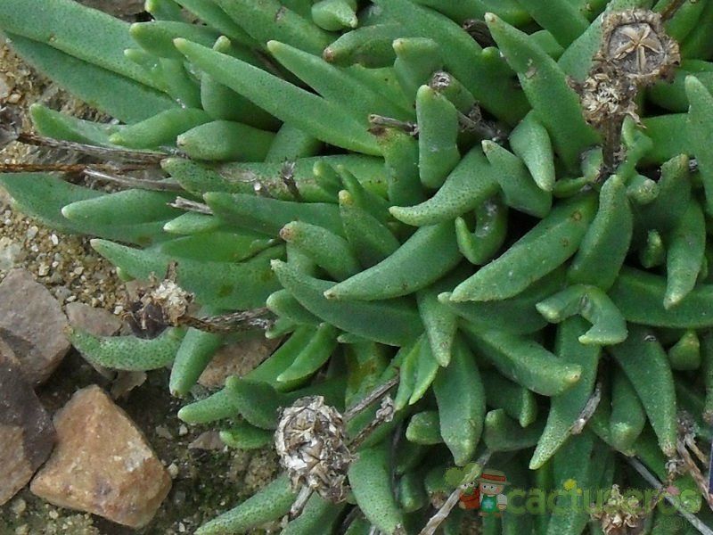 Una foto de Rhinephyllum macradenium  