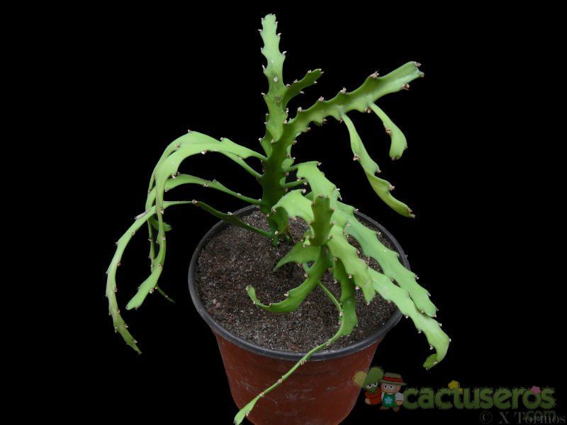 Una foto de Euphorbia ramipressa