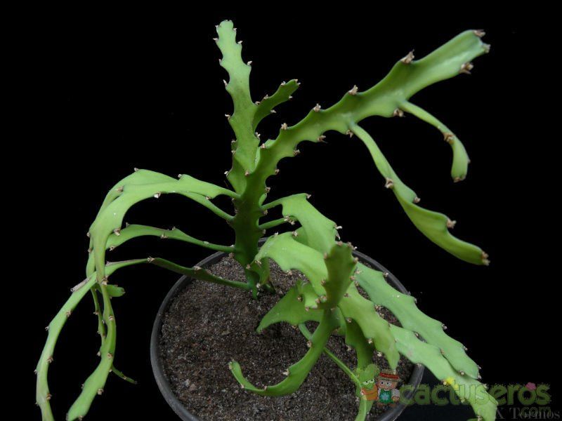 Una foto de Euphorbia ramipressa