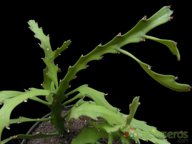 Una foto de Euphorbia ramipressa