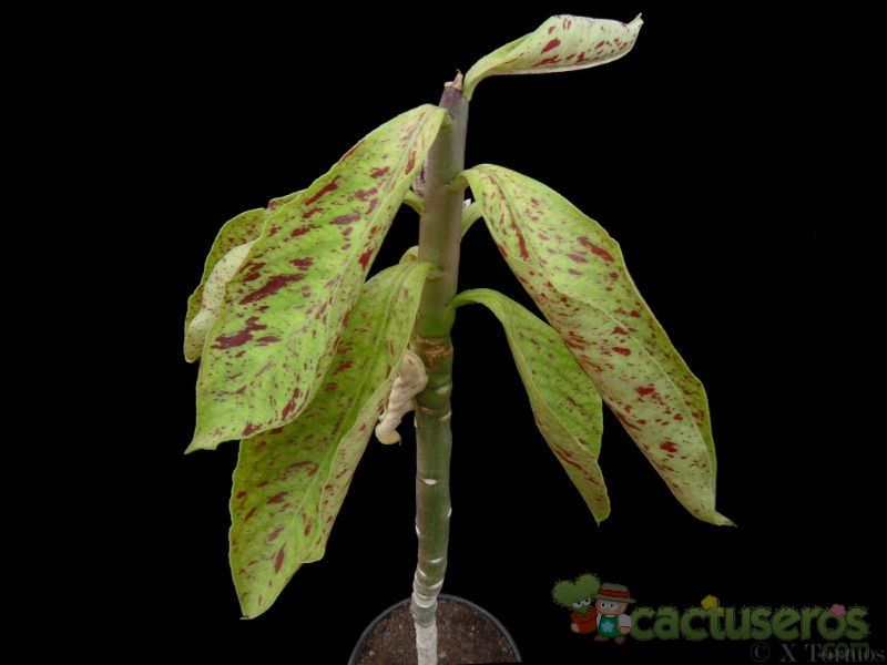 Una foto de Euphorbia umbellata