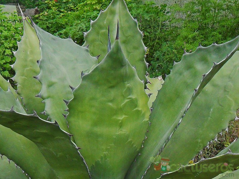 A photo of Agave salmiana var. ferox
