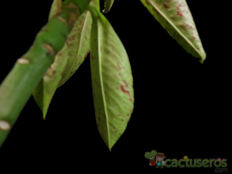 Una foto de Euphorbia umbellata